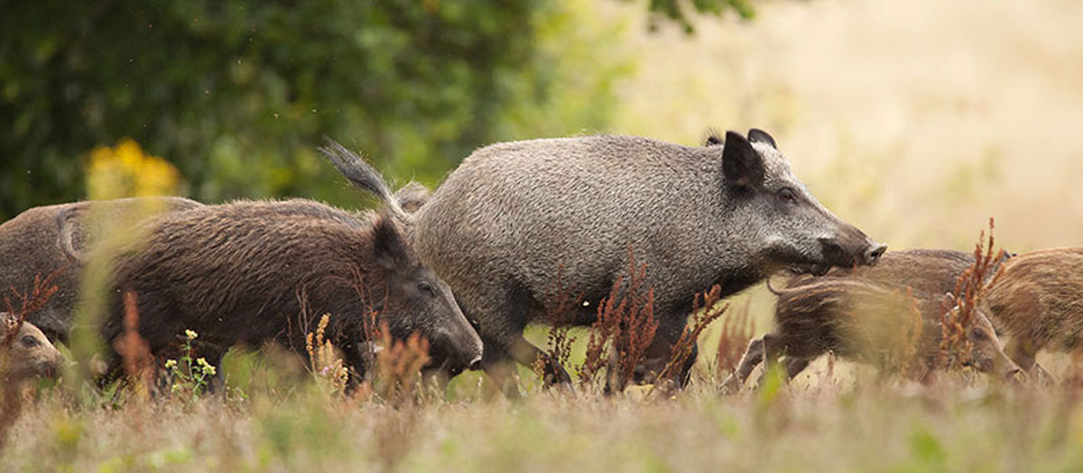 WILDSPEZIALITÄTEN aus hiesiger Jagd