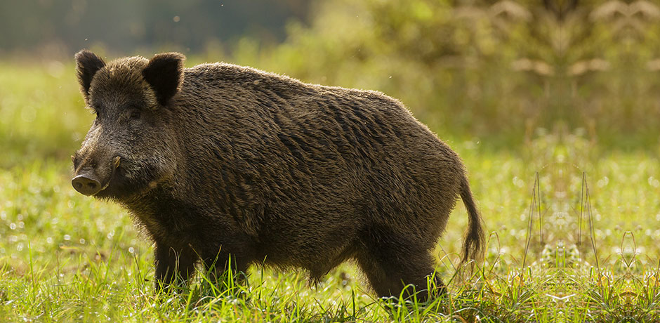 Wild- Spezialitäten aus hiesiger Jagd